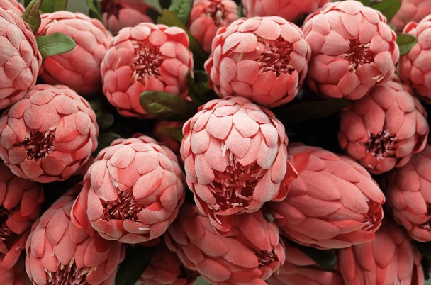 Achtergrond van rode kunstmatige Protea Aristata bloemen - Foto, afbeelding
