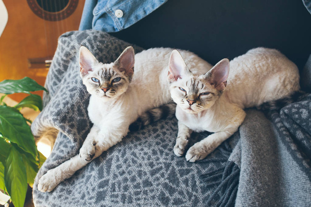 Δύο γάτες ΝΤΕΒΟΝ Ρεξ με πρόσωπα υπνηλία καθορισμό μαζί στην κουβέρτα μαλακό μαλλί και βλέπουν φωτογραφική μηχανή. - Φωτογραφία, εικόνα
