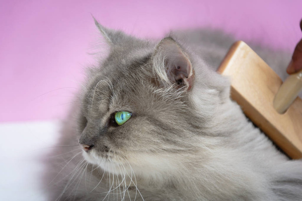 Cepille el peine de piel de gato sobre una mesa de madera
 - Foto, imagen