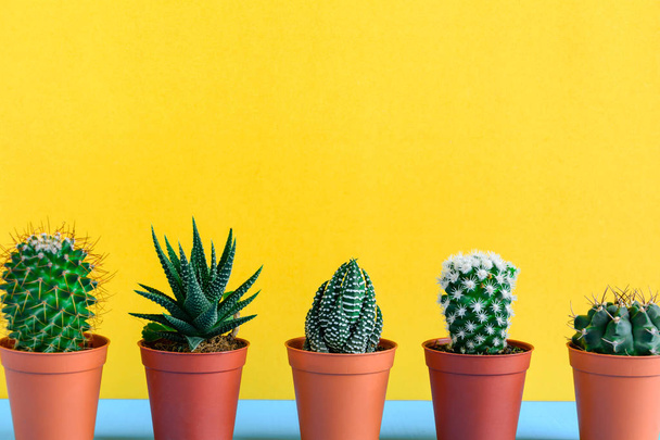 Kaktus na stůl s žlutým wal - Fotografie, Obrázek