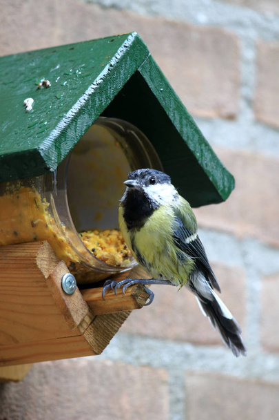 Food for the great tit bird - Photo, Image