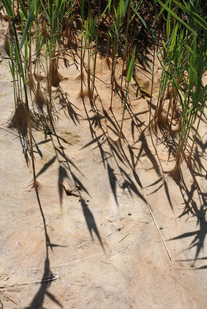 Plantes d'un étang complètement drainées en raison de la sécheresse
 - Photo, image