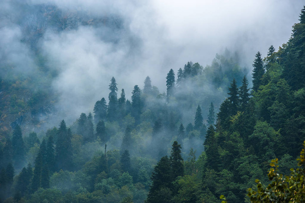 Paysage des pentes montagneuses avec sapins dans le brouillard à Svaneti
,  - Photo, image