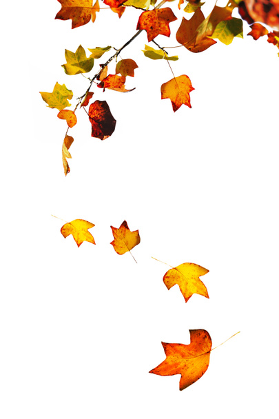 val van bladeren - Foto, afbeelding