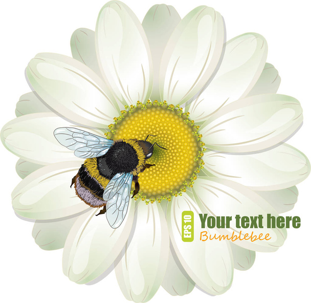  Furry bumblebee and White Daisy - Vector, Image
