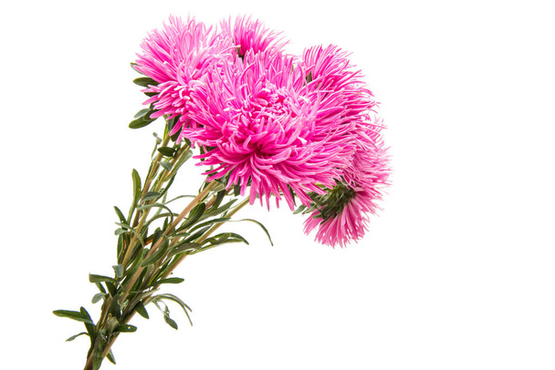 aster blossoming isolated  - Photo, Image