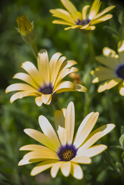 Close up of yellow daisies in full bloom  - Fotoğraf, Görsel