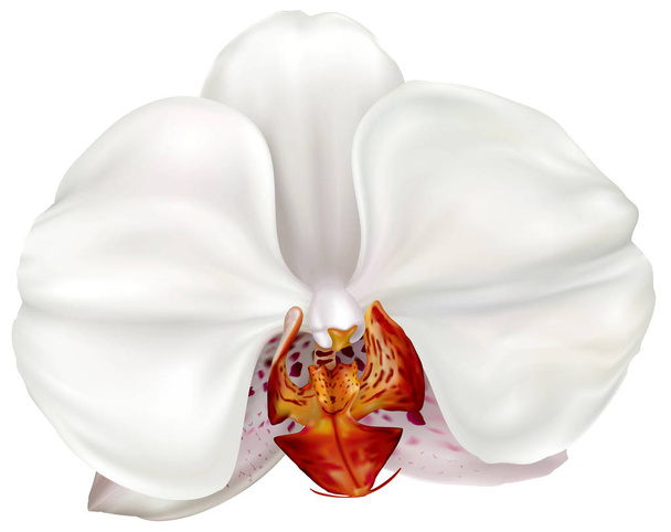 fehér phalaenopsis orchidea virág - Vektor, kép