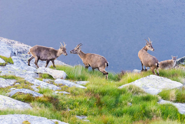 Grupo de Ibex posado en la roca mirando a la cámara con fondo azul del lago
. - Foto, Imagen