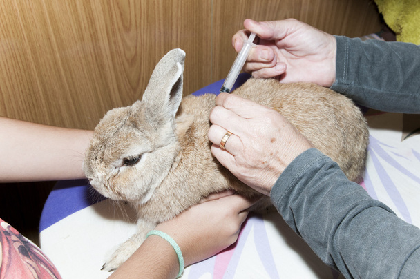 исцеление кролика
 - Фото, изображение