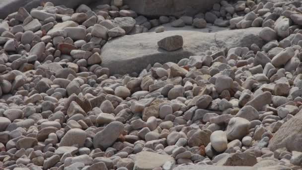 pebble on beach,nature. - Footage, Video