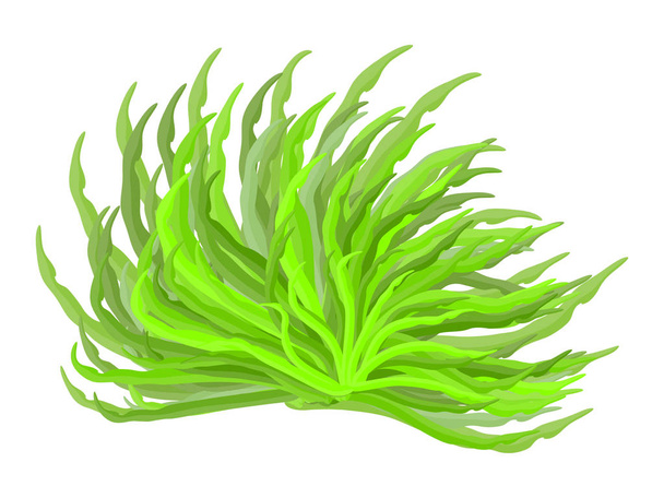 diseño de icono de símbolo de vector de algas. Hermosa ilustración aislada
 - Vector, Imagen