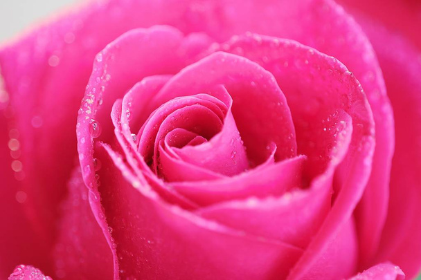 Kaunis vaaleanpunainen ruusu aamulla kaste
  - Valokuva, kuva