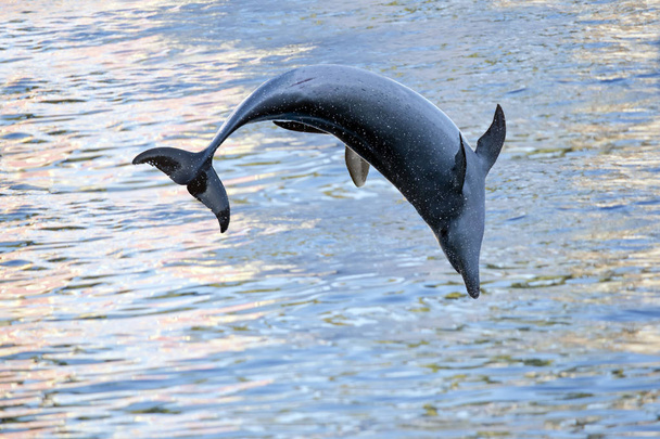 Dolphin is spiegelen - Foto, afbeelding