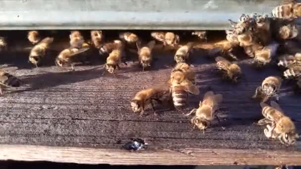 Praca Straż pszczoły - Materiał filmowy, wideo