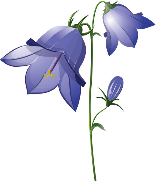 Campanula, λουλούδι κουδούνι - Διάνυσμα, εικόνα