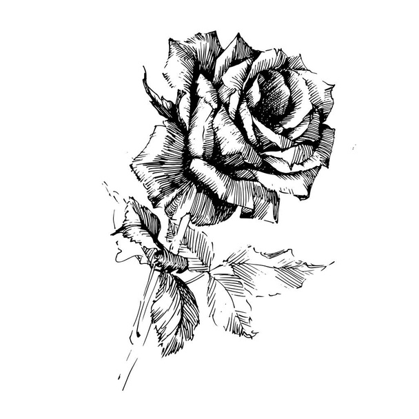 Rose inkt tekenen bloemen - Vector, afbeelding