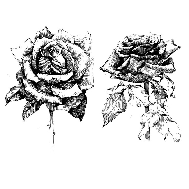 Rose Tinta flores de desenho
 - Vetor, Imagem
