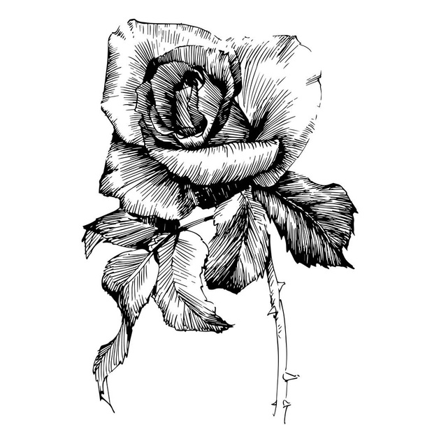 Rose Ink rajz virágok - Vektor, kép