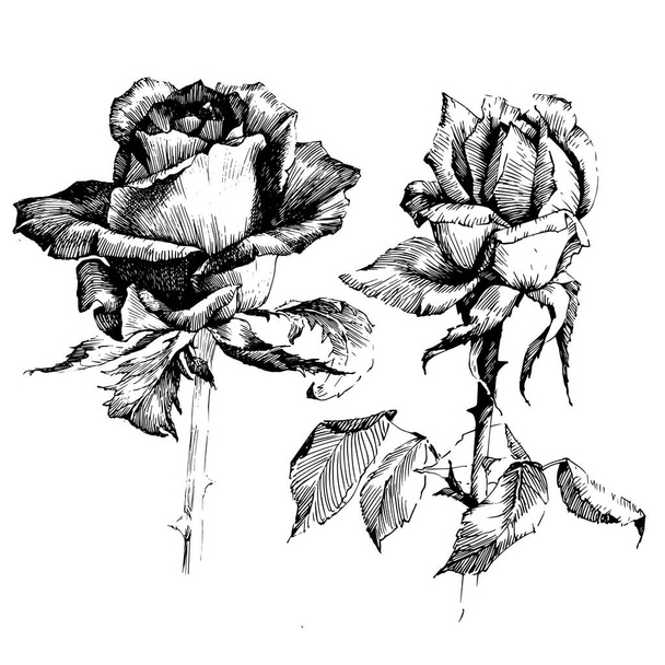 Rose Ink rysunek kwiaty - Wektor, obraz