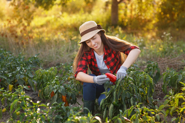 woman gardener with bell pepper - 写真・画像