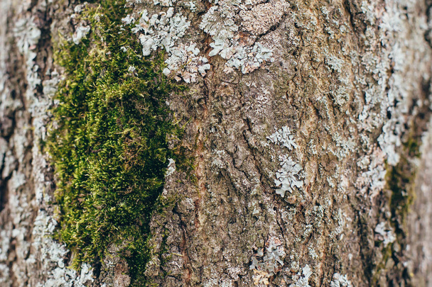 Texture of bark of an old tree - Fotó, kép