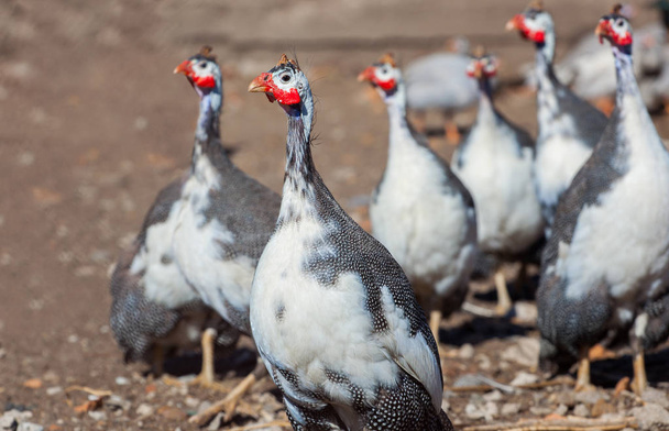 adult bird - guineafowl afternoon walks on a pasture in the aviary on the farm. - Photo, Image