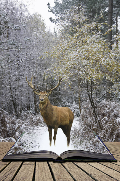 Hermoso ciervo rojo ciervo en temporada de fiestas cubiertas de nieve Invierno fo
 - Foto, imagen