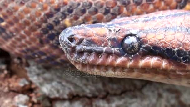 Dierlijke slang video, rood hoofd dicht omhoog, reptielen - Video