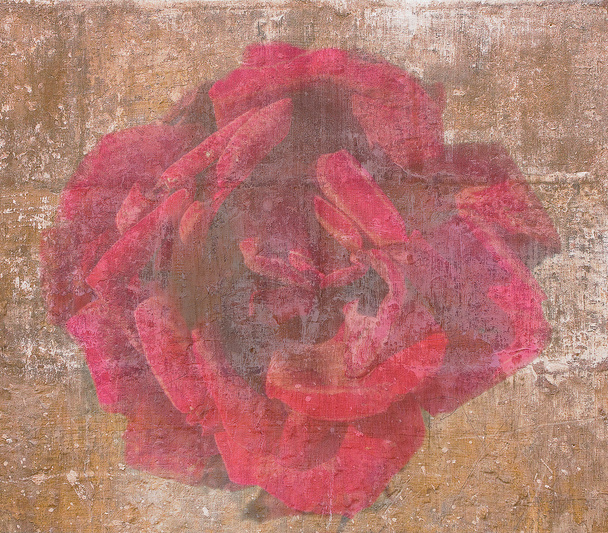 Vintage wallpaper with red rose - Photo, Image
