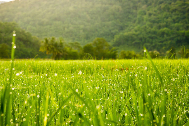 Arka plan dokusu için yumuşak odak, sabahları pirinç bitkisine yakın çekim damlaları.. - Fotoğraf, Görsel