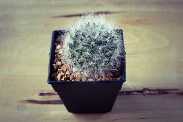 kaktusz cserepes, az asztalon.édes szűrővel.Mammillaria plumosa. - Fotó, kép
