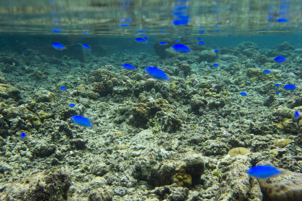 blue fishes and corals - Photo, Image