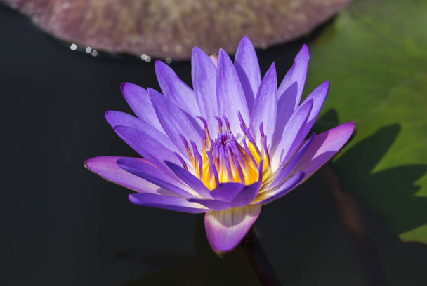 violette Lotusblumen blühen im See  - Foto, Bild