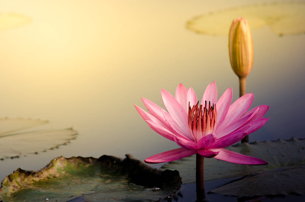 De Roze Lotus bloem - Foto, afbeelding