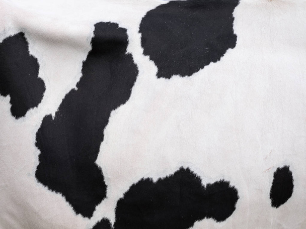 чорні плями на білій схованці домашньої корови в Холланді
 - Фото, зображення