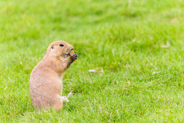 Alimentation des marmottes des Prairies
 - Photo, image