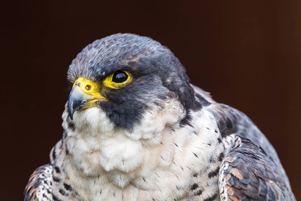 Portrait of a peregrine falcon - Photo, Image