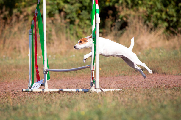Agilidade canina. O cão salta sobre a barreira. Parson Russell Terrier a praticar desporto. O cão está a saltar.
. - Foto, Imagem