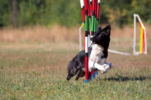 Sport voor honden agility obstakel slalom. Hondenras Bordercollie neemt deel aan agility-wedstrijden. - Foto, afbeelding