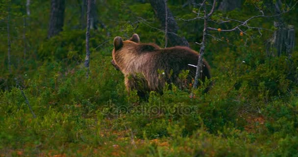 Молодой бурый медведь гуляет по лесу в поисках еды
 - Кадры, видео