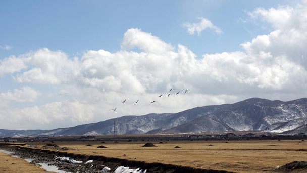 flying gooses across the hill in the cloud blue sky in western china nobody background in shangri-la - Zdjęcie, obraz