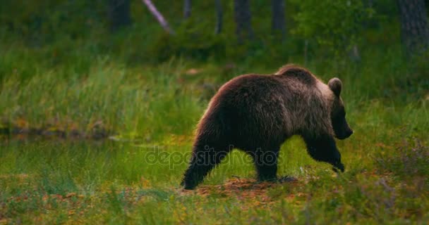 Joven oso pardo caminando libre en el bosque en busca de comida
 - Metraje, vídeo