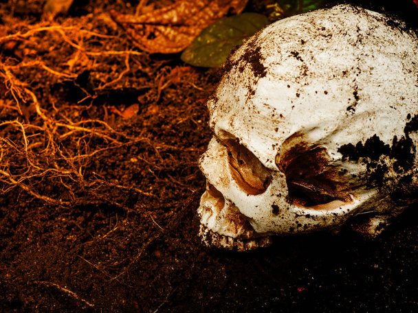 Ao lado do crânio humano enterrado no solo, o crânio tem sujeira ligada ao conceito de morte e Halloween
 - Foto, Imagem