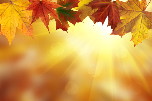 feuilles d'automne colorées  - Photo, image