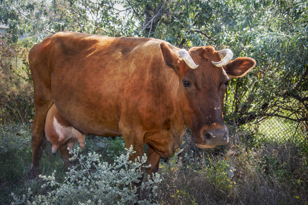 Влітку коричнева коров'яча лоза в кущах
. - Фото, зображення
