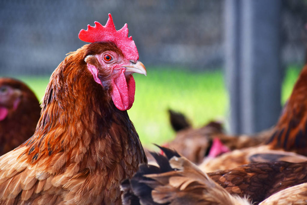 Kanat perinteisellä vapaana kasvatettavalla siipikarjatilalla - Valokuva, kuva