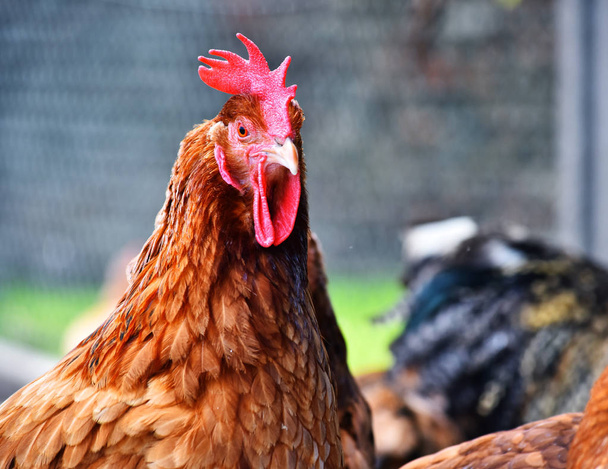 Hühner auf traditionellem Freilandgeflügelhof - Foto, Bild