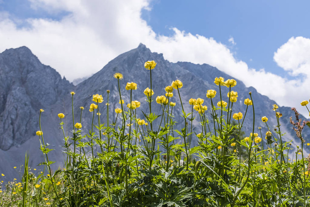 Květy před horou v rozsahu Karavanky v Rakousku - Fotografie, Obrázek