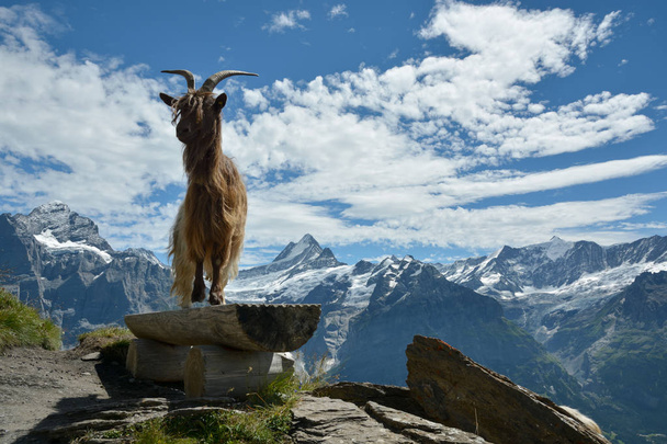 Koza modelu pozowanie w Alpach Swisss - Zdjęcie, obraz